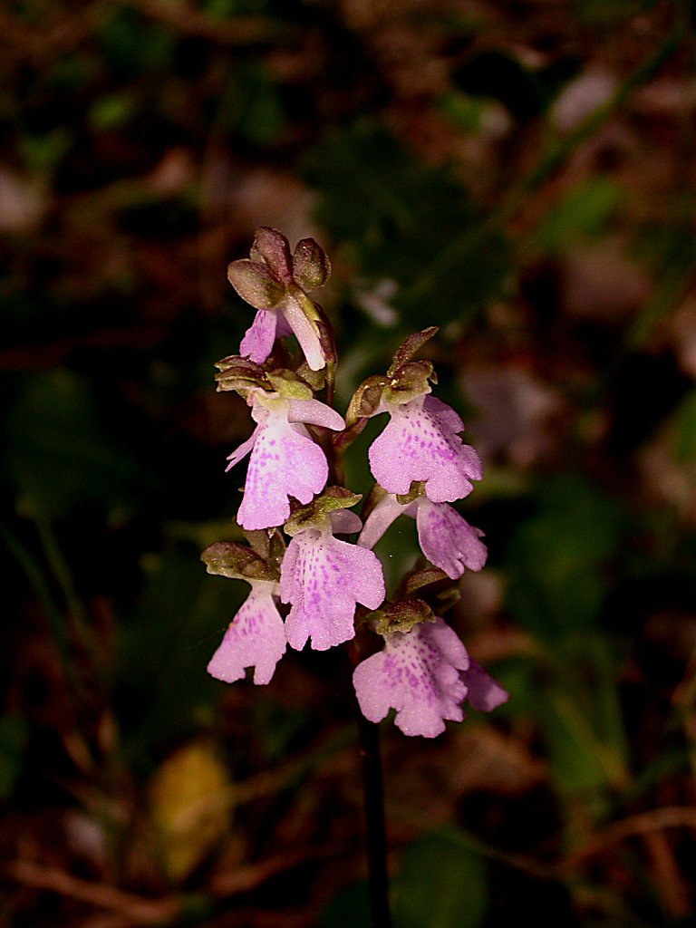 Orchis cazorlensis